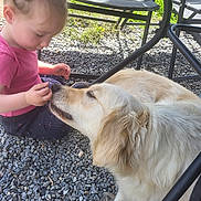 Julinne a rejoint le concours — aidez-le/la à gagner de superbes lots ! child, toddler, dog, golden_retriever, outdoor, gravel, chair, metal_frame, grass, sunlight, pet, interaction, cute, casual_clothing, playful, nature, animal, young, friendship, shade