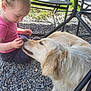 child, toddler, dog, golden_retriever, outdoor, gravel, chair, metal_frame, grass, sunlight, pet, interaction, cute, casual_clothing, playful, nature, animal, young, friendship, shade