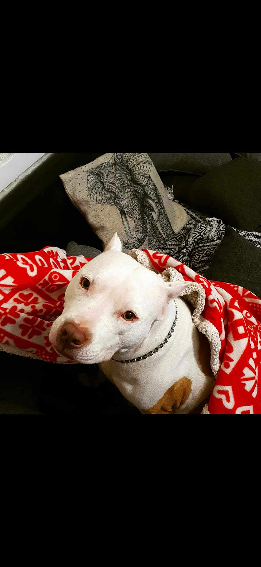 Diva a rejoint le concours — aidez-le/la à gagner de superbes lots ! accessories, animal, blanket, bulldog, canine, couch, cushion, dog, face, furniture, head, homedecor, person, pet, photography, pitbull, portrait, puppy, skin, tattoo