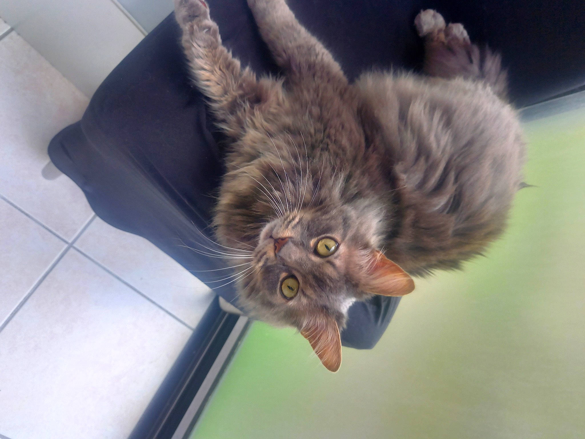 Okaï a rejoint le concours — aidez-le/la à gagner de superbes lots ! canidae, carnivore, cat, claw, companion_dog, dog_breed, domestic_short_haired_cat, felidae, flooring, fur, gesture, liver, paw, small_to_medium_sized_cats, sporting_group, tail, tile_flooring, whiskers, wildlife, wing