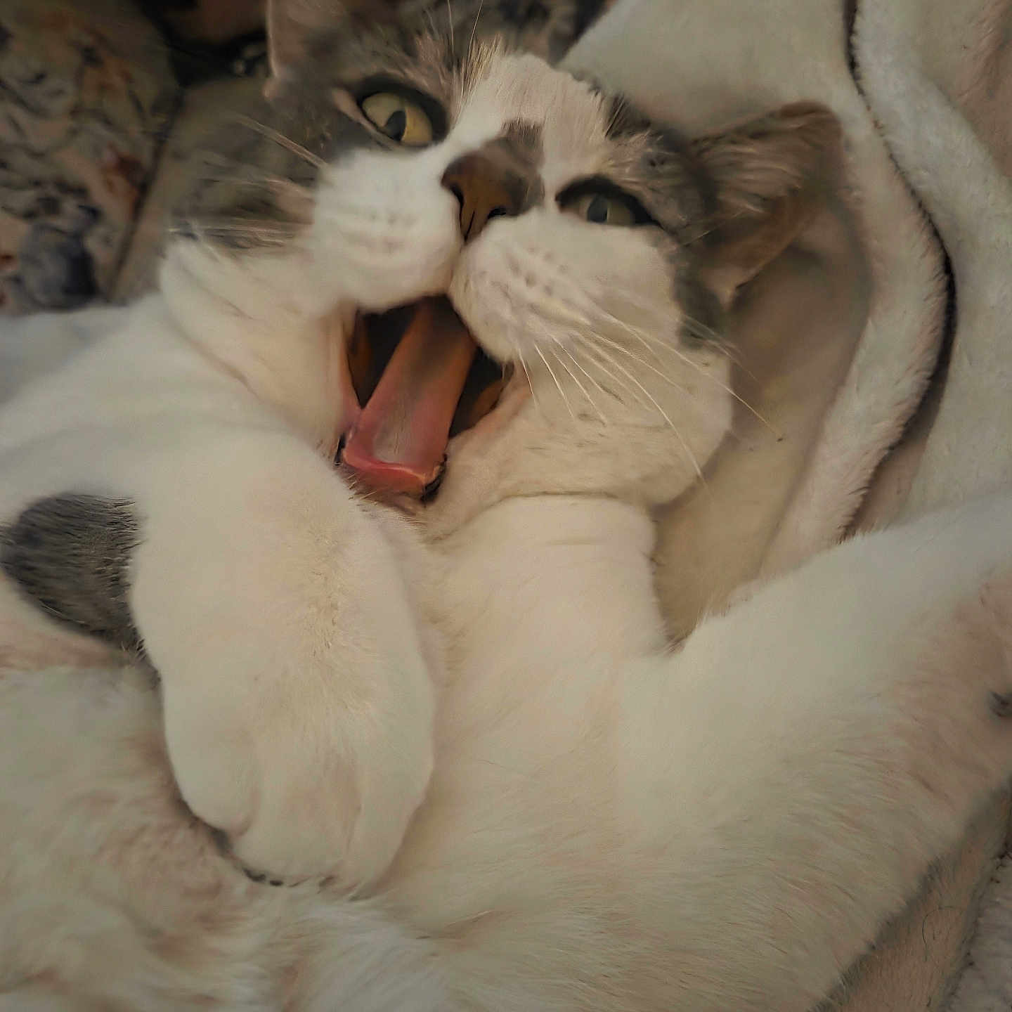 Kittitas joined the competition — help win amazing prizes! animal, blanket, cat, close_up, cozy, cute, expression, feline, fur, gray, indoor, lying_down, mouth_open, paw, pet, relaxed, soft, whiskers, white, yawning