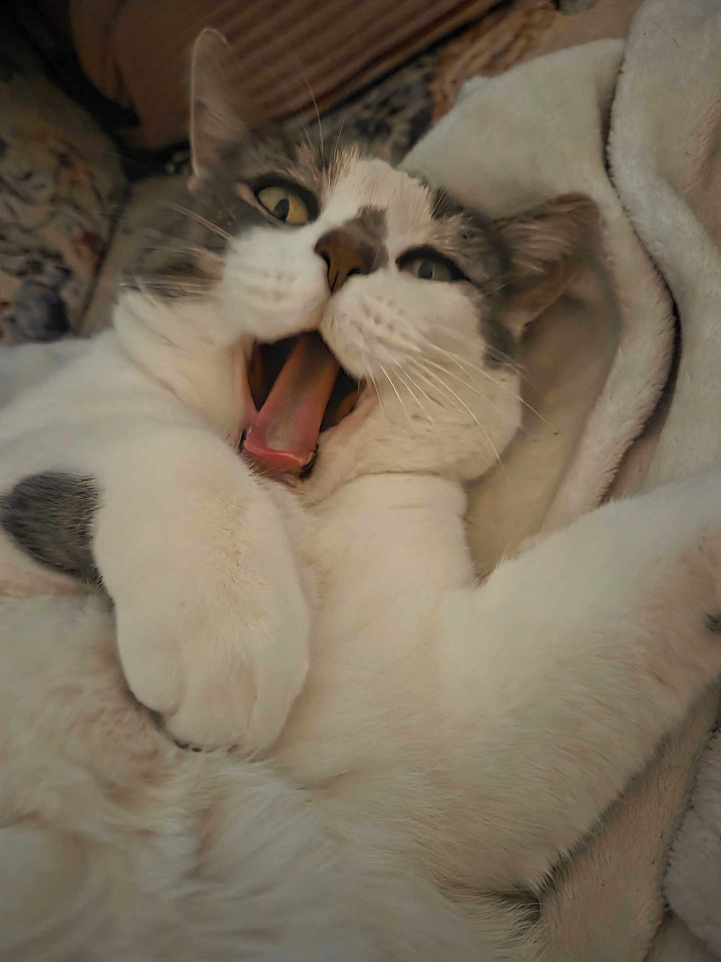 Kittitas joined the competition — help win amazing prizes! cat, white, gray, close_up, yawning, mouth_open, whiskers, feline, pet, fur, paw, blanket, indoor, cute, animal, relaxed, lying_down, soft, cozy, expression