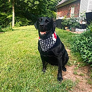 Echo is registered to the contest to win money with this photo: dog, black_labrador, bandana, american_flag, grass, outdoor, house, plants, trees, sunny, pet, canine, smiling, garden, yard, mammal, animal, nature, summer, portrait