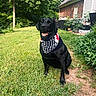 dog, black_labrador, bandana, american_flag, grass, outdoor, house, plants, trees, sunny, pet, canine, smiling, garden, yard, mammal, animal, nature, summer, portrait