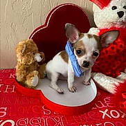 Romeo is registered to the contest to win money with this photo: puppy, dog, small_dog, stuffed_toy, teddy_bear, heart_shaped_box, tablecloth, red, blue_bandana, cute, pet, indoor, decor, love_theme, valentines, animal, fur, ears, toy, background