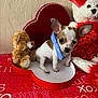 puppy, dog, small_dog, stuffed_toy, teddy_bear, heart_shaped_box, tablecloth, red, blue_bandana, cute, pet, indoor, decor, love_theme, valentines, animal, fur, ears, toy, background
