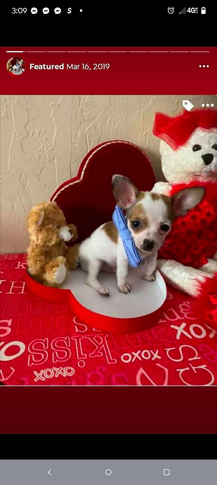 Romeo is registered to the contest to win money with this photo: puppy, dog, small_dog, stuffed_toy, teddy_bear, heart_shaped_box, tablecloth, red, blue_bandana, cute, pet, indoor, decor, love_theme, valentines, animal, fur, ears, toy, background