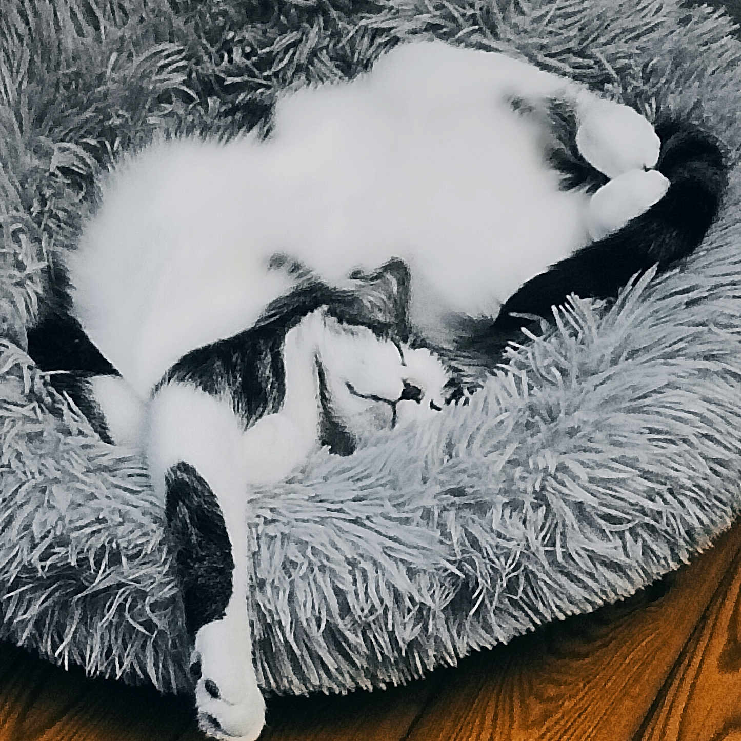 Eric Nicolas participe au concours pour gagner de l'argent avec cette photo : animal, bed, black_and_white, cat, comfort, cozy, cute, domestic_cat, feline, fluffy, fur, indoor, paw, pet_bed, relaxed, resting, sleep, sleeping, upside_down, wooden_floor