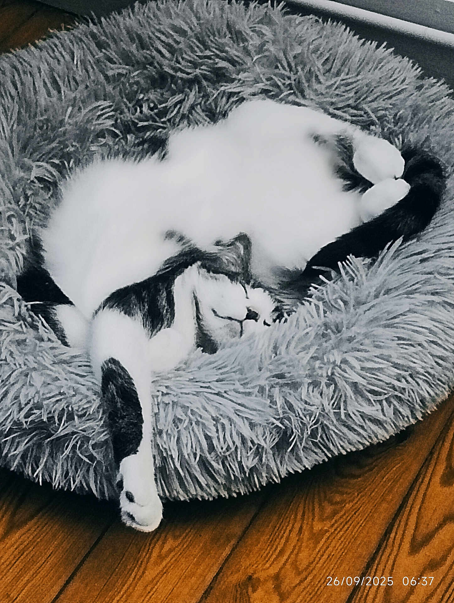 Eric Nicolas participe au concours pour gagner de l'argent avec cette photo : animal, bed, black_and_white, cat, comfort, cozy, cute, domestic_cat, feline, fluffy, fur, indoor, paw, pet_bed, relaxed, resting, sleep, sleeping, upside_down, wooden_floor