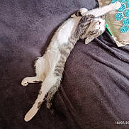 Eric Nicolas participe au concours pour gagner de l'argent avec cette photo : animal, blanket, cat, comfort, cozy, cute, domestic, feline, fur, indoor, pet, pillow, relaxed, resting, sleeping, soft, stretching, tabby, whiskers, white