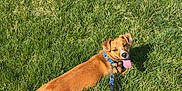 Cashew is registered to the contest to win money with this photo: dog, brown_dog, grass, outdoor, leash, collar, pet, sunlight, happy, tongue_out, canine, animal, nature, summer, playful, resting, greenery, daytime, park, cute