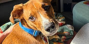 Cashew is registered to the contest to win money with this photo: animal, blanket, blue_collar, brown_dog, canine, collar, comfort, curious, dog, domestic_animal, ears, fur, home, indoor, looking_back, pet, relaxed, snout, sunlight, whiskers