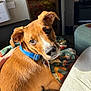 Cashew is registered to the contest to win money with this photo: dog, brown_dog, blue_collar, pet, indoor, blanket, curious, looking_back, sunlight, fur, animal, canine, domestic_animal, collar, ears, snout, whiskers, relaxed, home, comfort