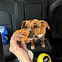 Cashew is registered to the contest to win money with this photo: dog, car_interior, hand, sandwich, seat, cup, trash_bin, brown_dog, white_paws, collar, leash, food, pet, vehicle, curious, sniffing, human_hand, backseat, window, daylight