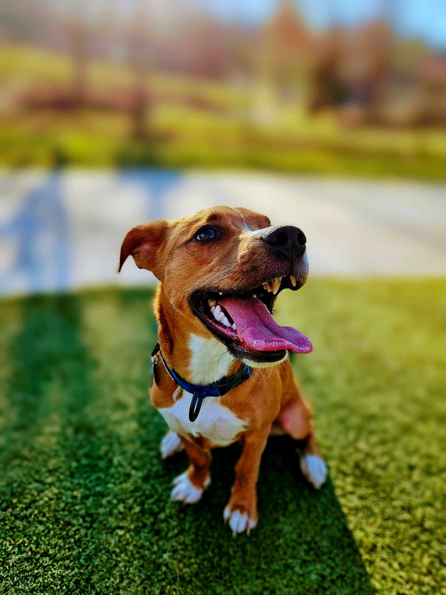 Cashew joined the competition — help win amazing prizes! dog, brown_dog, white_chest, blue_collar, tongue_out, happy, grass, outdoor, sunlight, pet, canine, sitting, closeup, animal, nature, daytime, playful, friendly, mammal, portrait