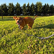 Cashew is registered to the contest to win money with this photo: dog, brown_dog, leash, grass, field, flowers, outdoor, sunlight, trees, fence, pet, animal, canine, happy, nature, greenery, summer, walking, playful, park