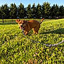 dog, brown_dog, leash, grass, field, flowers, outdoor, sunlight, trees, fence, pet, animal, canine, happy, nature, greenery, summer, walking, playful, park