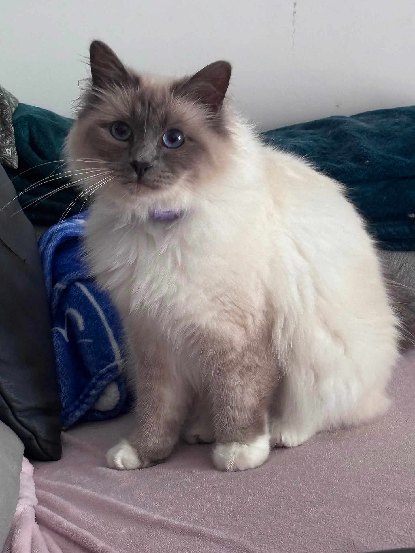 Pixel a rejoint le concours — aidez-le/la à gagner de superbes lots ! cat, fluffy, blue_eyes, pet, indoor, sitting, cozy, blanket, bed, fur, whiskers, domestic_animal, cute, feline, mammal, animal, relaxed, companion, soft, portrait