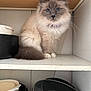 Pixel participe au concours pour gagner de l'argent avec cette photo : cat, blue_eyes, fluffy, sitting, kitchen_shelf, pots, lids, curious, indoor, feline, whiskers, domestic_cat, fur, animal, pet, container, household, still_life, gray, white