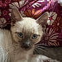 animal, blue_eyes, cat, closeup, curious, cute, domestic_animal, fabric, floral_pattern, fur, indoor, kitten, lying_down, mammal, paw, pet, siamese_cat, soft_focus, whiskers, young