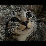 Theodore is registered to the contest to win money with this photo: cat, kitten, tabby, close_up, whiskers, fur, eyes, curious, cozy, blanket, soft, texture, pet, animal, cute, face, portrait, indoor, young, feline