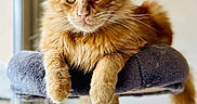 Tchoupi a rejoint le concours — aidez-le/la à gagner de superbes lots ! animal, cat, cat_tree, close_up, ears, feline, fluffy, ginger_cat, green_eyes, indoors, long_hair, lounging, orange, paws, pet, portrait, scratching_post, sitting, toy, whiskers