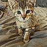 kitten, tabby, cat, pet, animal, cute, fur, whiskers, ears, eyes, bed, blanket, indoors, soft, young, small, curious, feline, walking, closeup