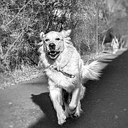 Aiko a rejoint le concours — aidez-le/la à gagner de superbes lots ! animal, blurred_background, canine, collar, daytime, dog, ears, golden_retriever, happy, leafless_trees, motion, nature, outdoor, path, pet, running, sunlight, tail, trees, walking