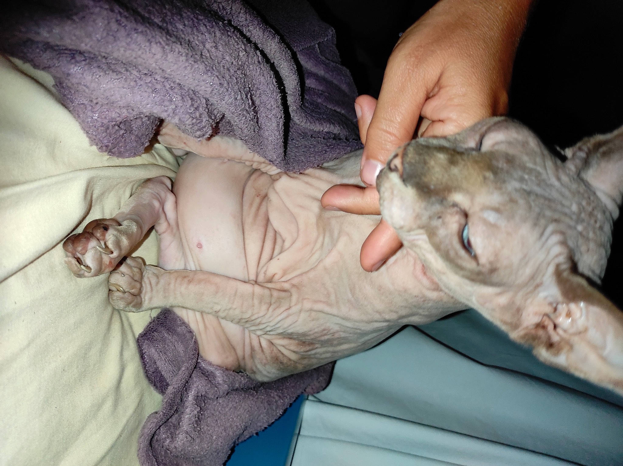 First participe au concours pour gagner de l'argent avec cette photo : carnivore, claw, comfort, felidae, finger, flesh, fur, gesture, hand, nail, small_to_medium_sized_cats, thumb, working_animal, wrinkle, wrist