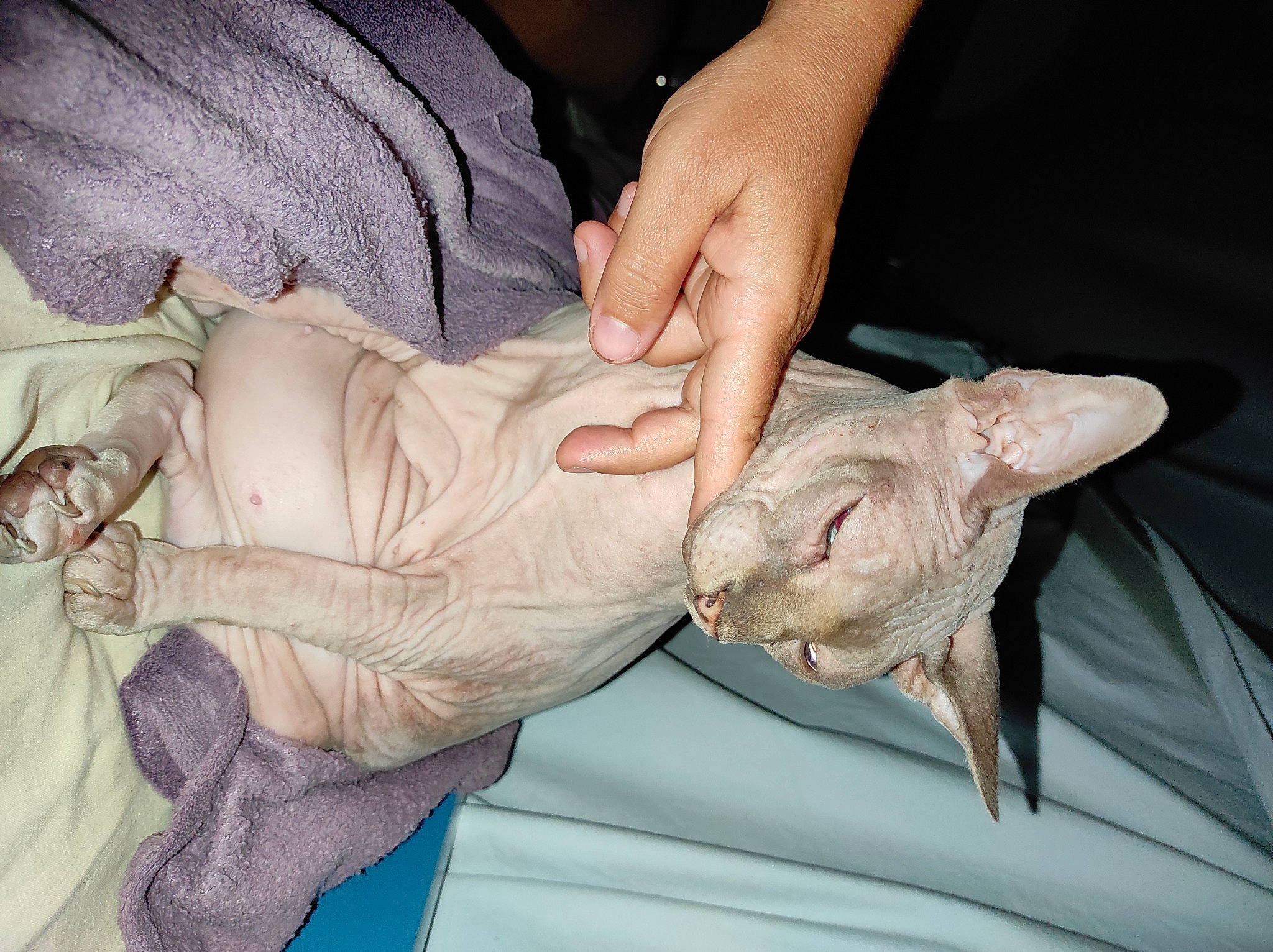 First a rejoint le concours — aidez-le/la à gagner de superbes lots ! cat, claw, comfort, fawn, felidae, finger, flesh, fur, gesture, nail, paw, small_to_medium_sized_cats, thumb, whiskers, wrinkle, wrist