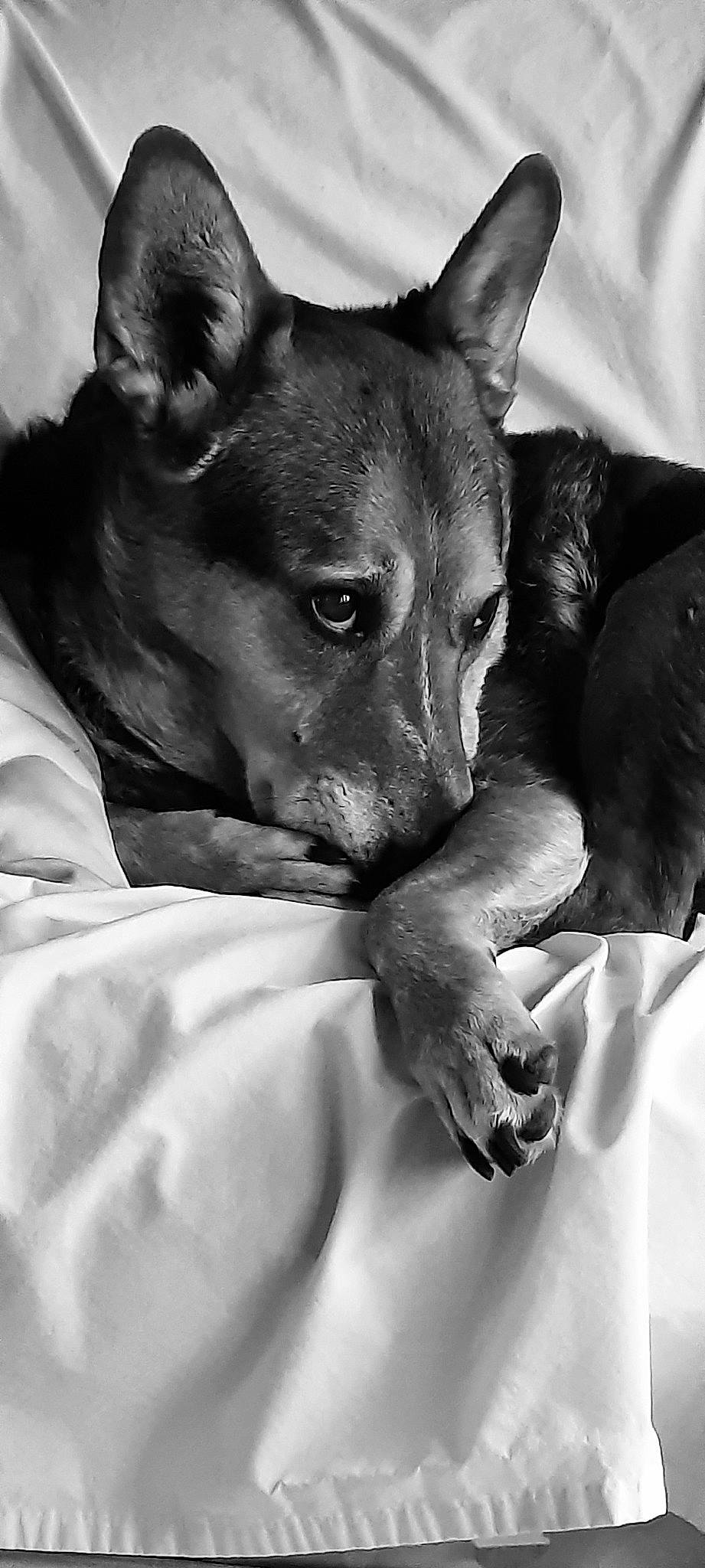 Ally is registered to the contest to win money with this photo: black_and_white, bored, canidae, carnivore, comfort, companion_dog, dog, dog_breed, ear, fawn, gesture, monochrome, monochrome_photography, snout, sporting_group, stock_photography, style, toy_dog, whiskers, working_animal