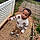 Jayse