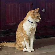 Ollie joined the competition — help win amazing prizes! animal, cabinet, cat, collar, curious, domestic_cat, ears, fur, furniture, household, indoor, orange_cat, pet, quiet, side_view, sitting, tail, whiskers, white_cat, wooden_floor