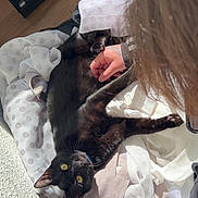 Naya participe au concours pour gagner de l'argent avec cette photo : black_cat, blanket, cat, collar, comfort, cozy, fabric, floor, fur, hair, hand, home, indoor, person, pet, polka_dot, relaxing, sunlight, tiled_floor, yellow_eyes