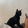 Naya participe au concours pour gagner de l'argent avec cette photo : animal, arm, black_cat, blanket, blue_collar, candid, cat, cozy, domestic_cat, feline, gray_blanket, indoor, person, pet, phone, relaxation, resting, sitting, texture, white_wall
