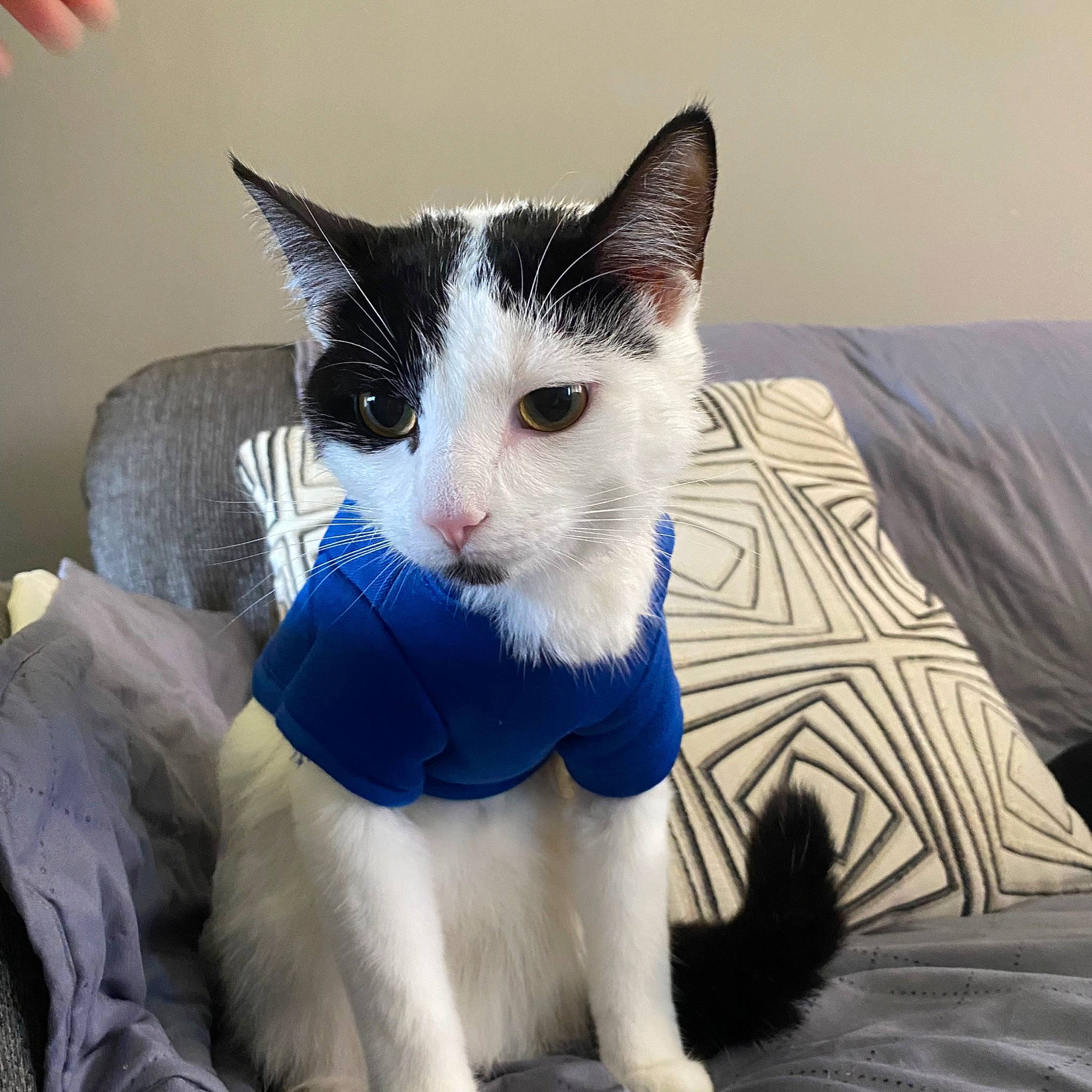 Mushu joined the competition — help win amazing prizes! carnivore, cat, claw, comfort, domestic_short_haired_cat, electric_blue, felidae, formal_wear, fur, linens, paw, sitting, small_to_medium_sized_cats, snout, tail, whiskers