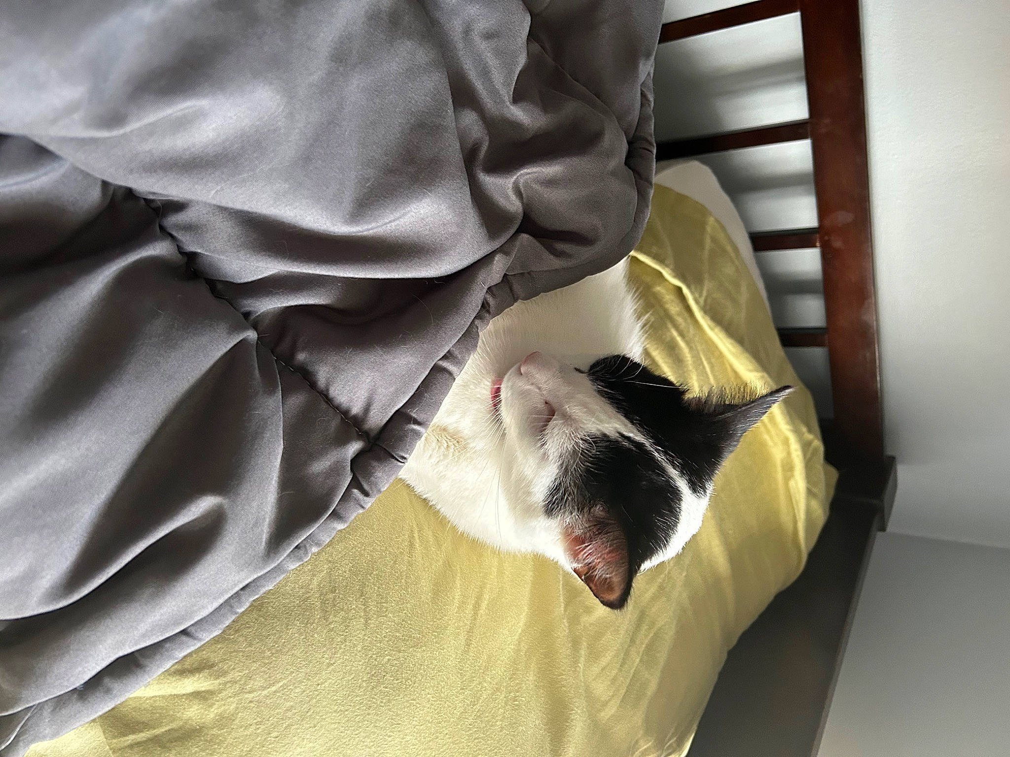 Mushu is registered to the contest to win money with this photo: bed_sheet, bedding, canidae, carnivore, cat, comfort, companion_dog, domestic_short_haired_cat, felidae, fur, grey, linens, nap, paw, room, sleeve, small_to_medium_sized_cats, tail, textile, whiskers