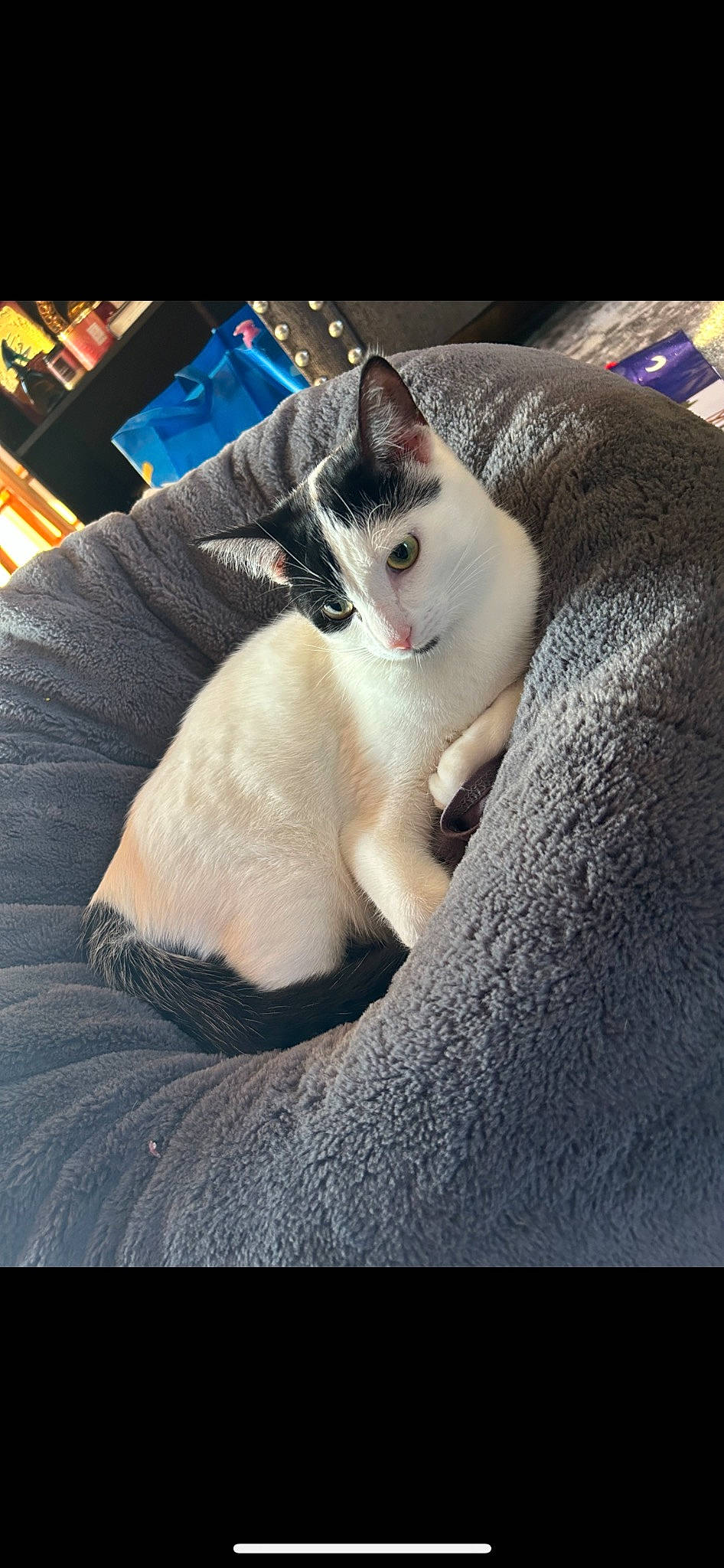 Mushu is registered to the contest to win money with this photo: carnivore, cat, comfort, domestic_short_haired_cat, eye, felidae, fur, linens, nap, paw, sitting, small_to_medium_sized_cats, snout, tail, thai, whiskers