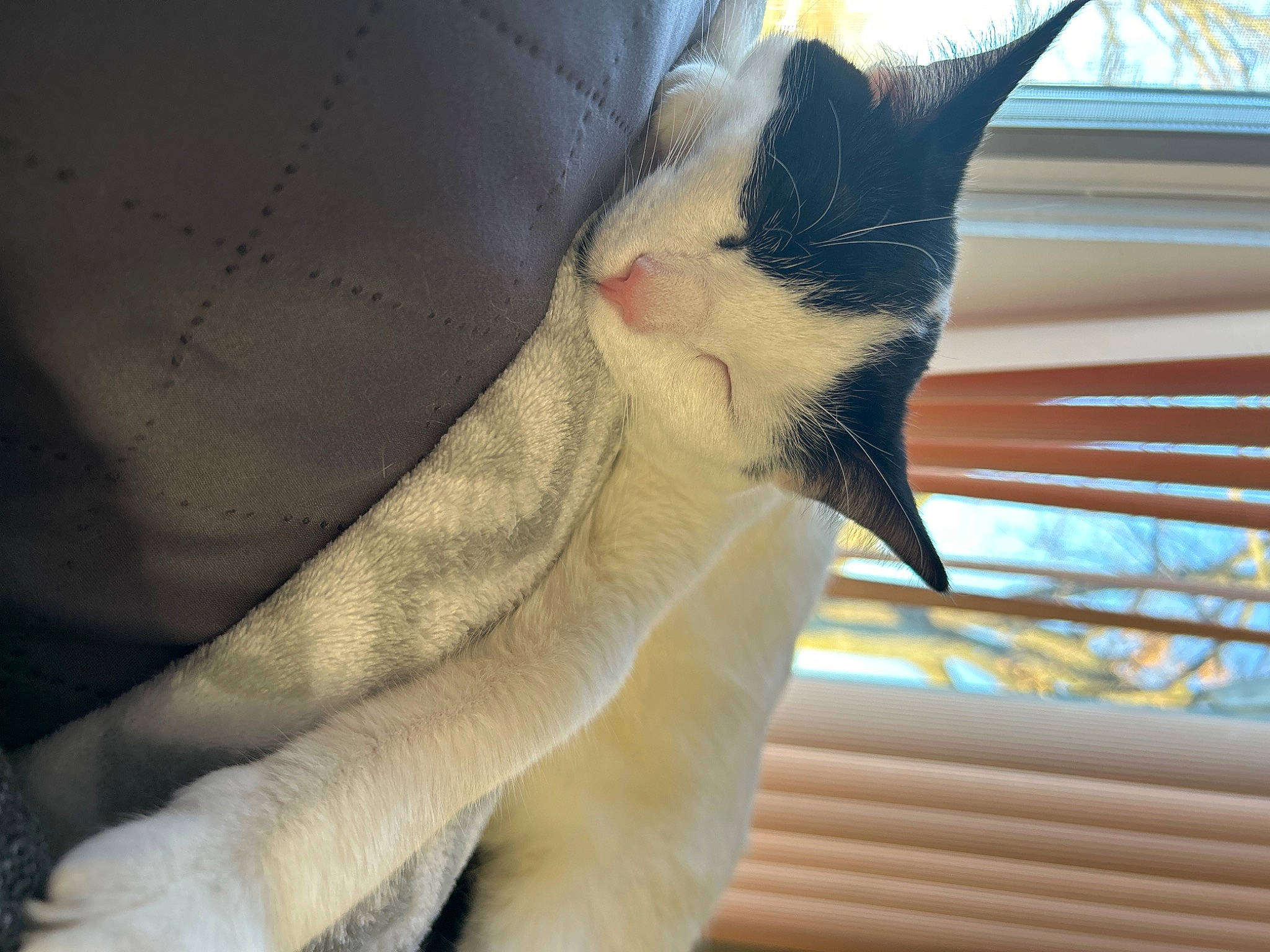 Mushu is registered to the contest to win money with this photo: carnivore, cat, comfort, domestic_short_haired_cat, felidae, fur, paw, small_to_medium_sized_cats, snout, tail, terrestrial_animal, whiskers