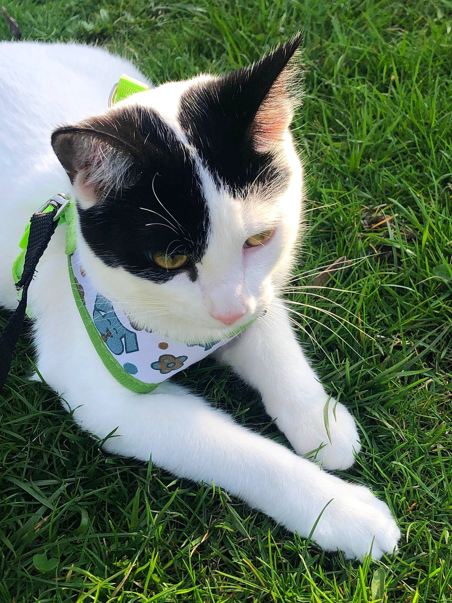 Mushu is registered to the contest to win money with this photo: canidae, carmine, carnivore, cat, domestic_short_haired_cat, felidae, foot, fur, grass, grass_family, groundcover, lawn, paw, plant, small_to_medium_sized_cats, snout, tail, terrestrial_animal, tree, whiskers