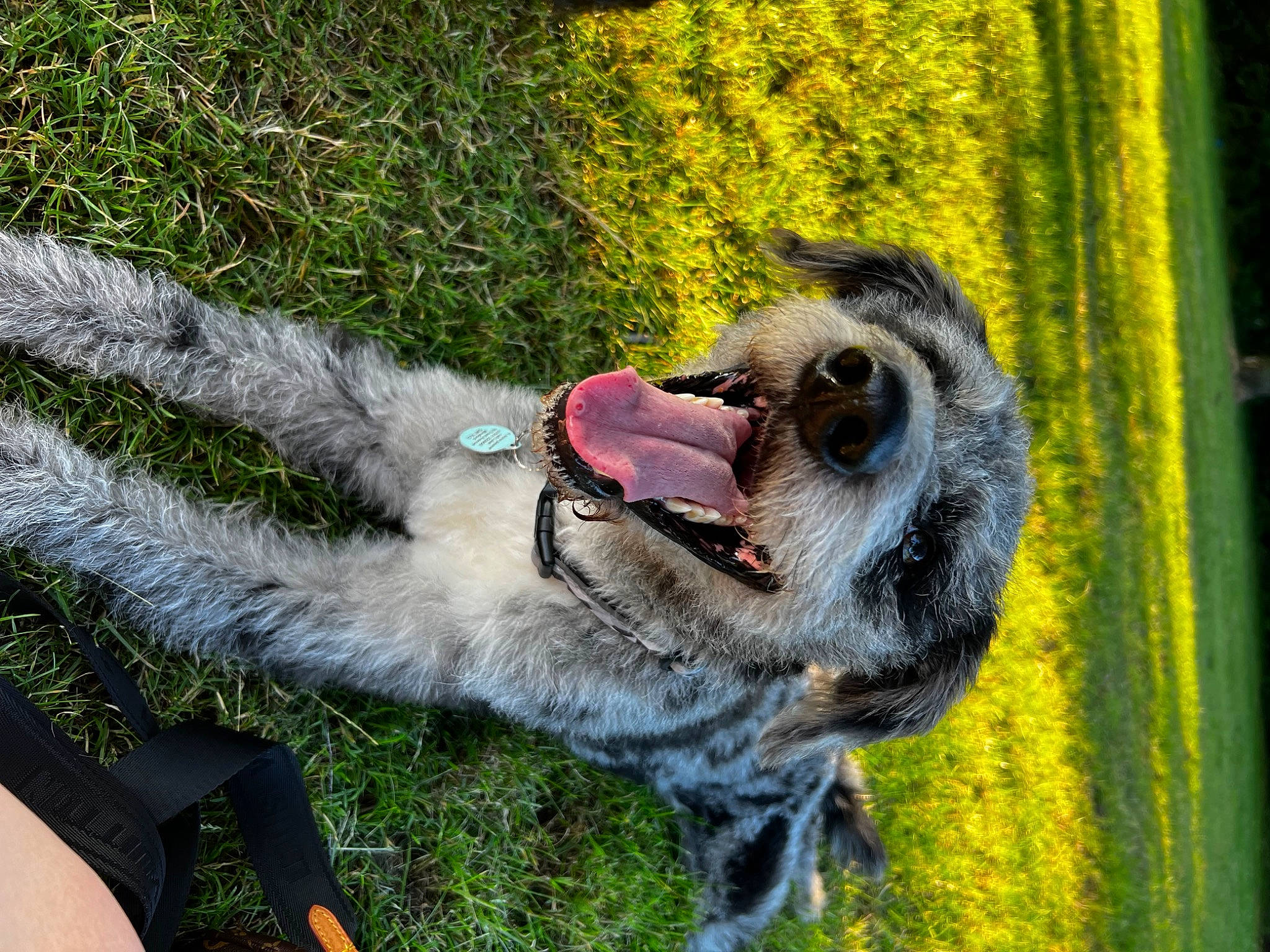 Alan is registered to the contest to win money with this photo: biting, canidae, carnivore, collar, companion_dog, dog, dog_breed, fawn, fur, grass, leash, plant, snout, sporting_group, tail, terrestrial_animal, whiskers, working_animal, working_dog, yawn