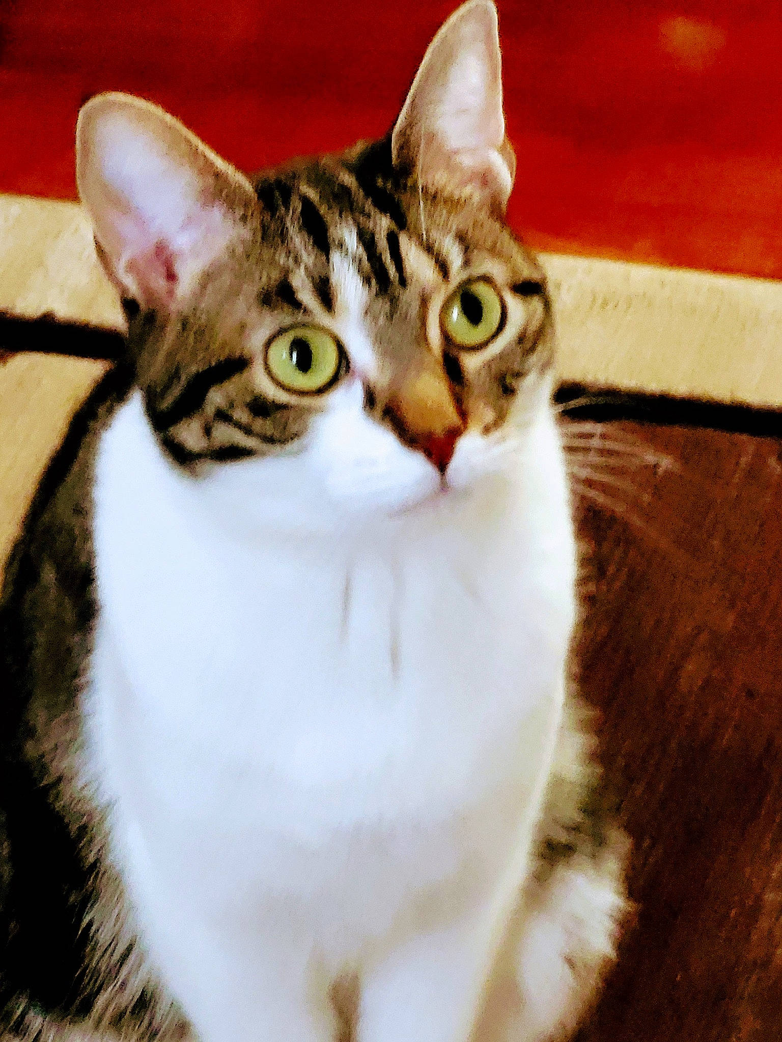 Lil Girl is registered to the contest to win money with this photo: carnivore, cat, domestic_short_haired_cat, eye, felidae, fur, paw, photo_caption, rectangle, small_to_medium_sized_cats, snout, tail, terrestrial_animal, whiskers, window