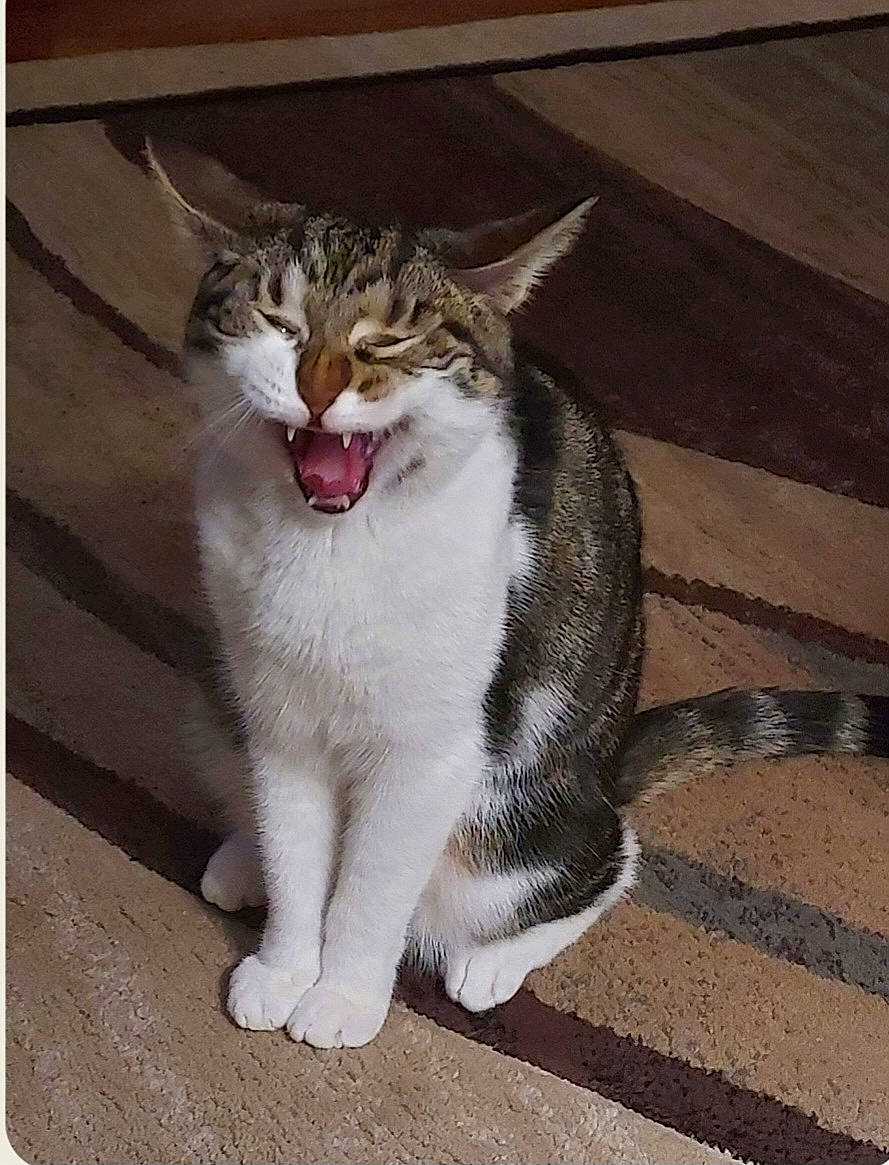 Lil Girl is registered to the contest to win money with this photo: carnivore, cat, domestic_short_haired_cat, door, eye, fang, felidae, flooring, foot, fur, jaw, paw, rectangle, road_surface, small_to_medium_sized_cats, snout, tail, terrestrial_animal, whiskers, window