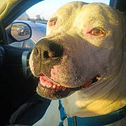 Demon is registered to the contest to win money with this photo: dog, close_up, car, sunlight, side_mirror, vehicle, pet, canine, happy, inside, animal, transportation, blue_harness, smiling, daylight, window, seat, road, reflection, outdoor