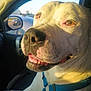 dog, close_up, car, sunlight, side_mirror, vehicle, pet, canine, happy, inside, animal, transportation, blue_harness, smiling, daylight, window, seat, road, reflection, outdoor