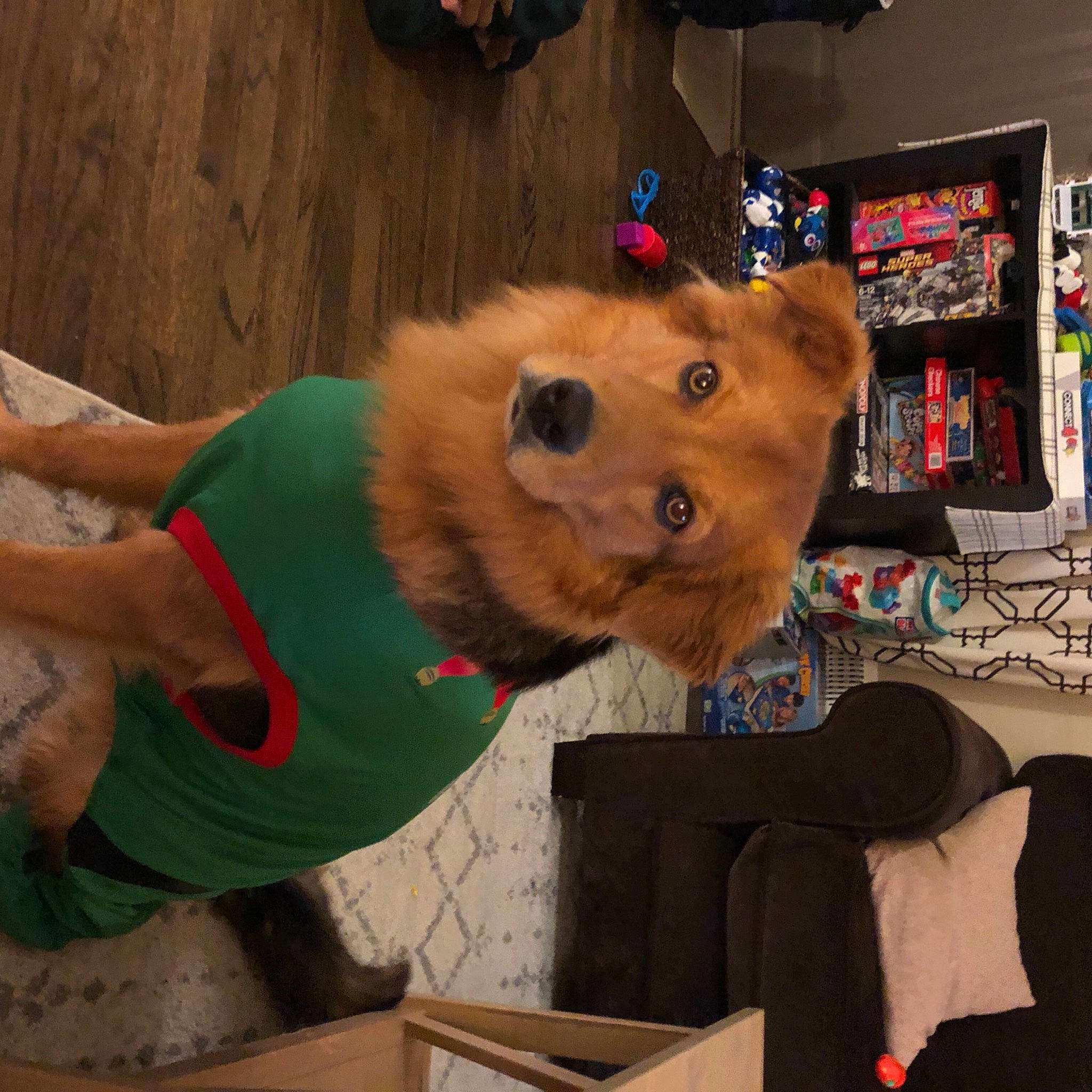 Lewis joined the competition — help win amazing prizes! canidae, carnivore, companion_dog, costume, dog, dog_breed, dog_clothes, dog_supply, fawn, felidae, fun, fur, fur_clothing, mascot, plush, snout, stuffed_toy, tail, toy, whiskers