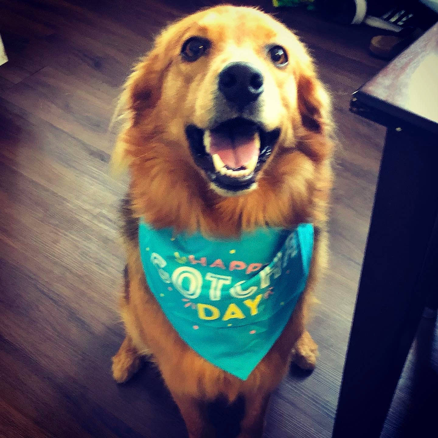 Lewis joined the competition — help win amazing prizes! canidae, carnivore, companion_dog, dog, dog_breed, dog_collar, electric_blue, fawn, flooring, fur, happy, jaw, selfie, smile, snout, sporting_group, sportswear, square, vertebrate, whiskers