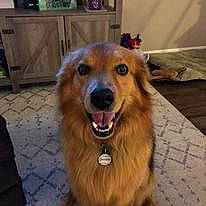 Lewis is registered to the contest to win money with this photo: cabinetry, carnivore, chest_of_drawers, companion_dog, cupboard, dog, dog_breed, drawer, fawn, flooring, fur, hardwood, liver, smile, snout, television, whiskers, wood, working_animal