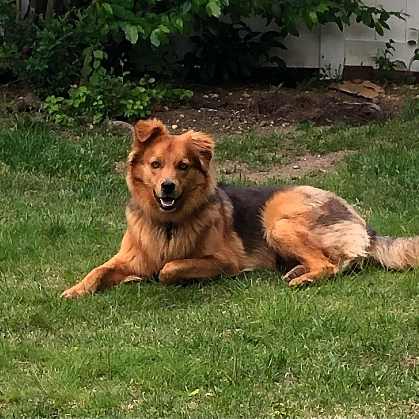 Lewis joined the competition — help win amazing prizes! ancient_dog_breeds, canidae, carnivore, companion_dog, dog, dog_breed, fawn, grass, grassland, guard_dog, herding_dog, paw, plant, sporting_group, tail, terrestrial_animal, tree, wildlife, working_animal, working_dog