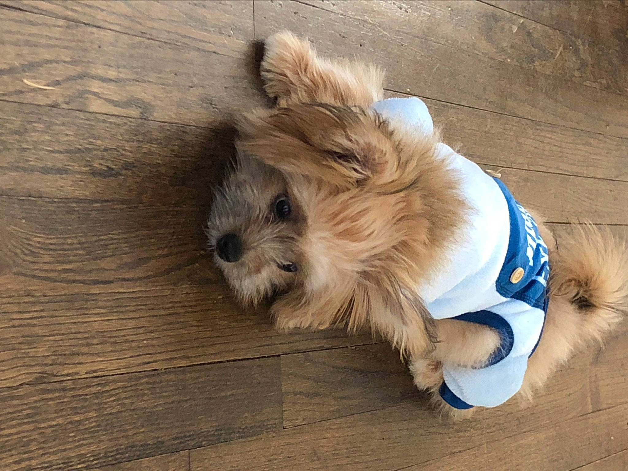 Stitch is registered to the contest to win money with this photo: canidae, carnivore, companion_dog, dog, dog_breed, dog_supply, fawn, felidae, flooring, hardwood, paw, pet_supply, small_terrier, snout, sporting_group, tail, terrier, toy_dog, wood, working_animal